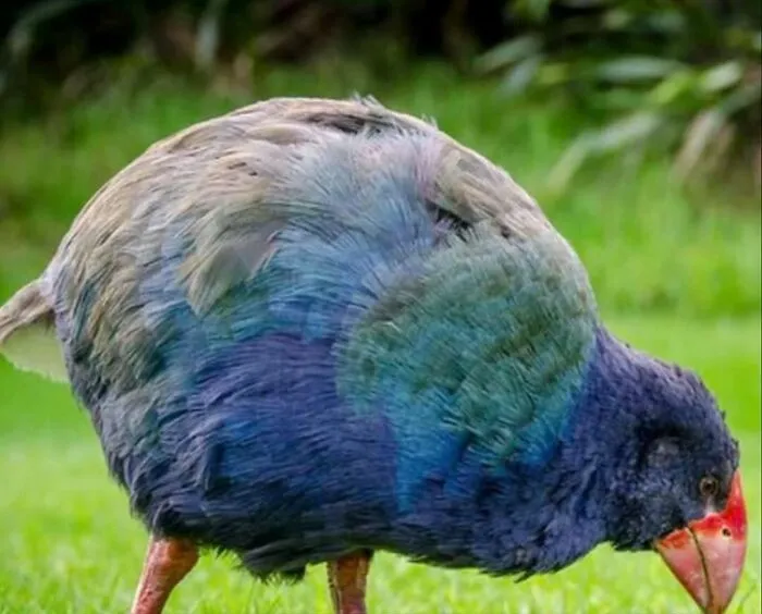 20 Animales encantadores y algunos datos sobre ellos