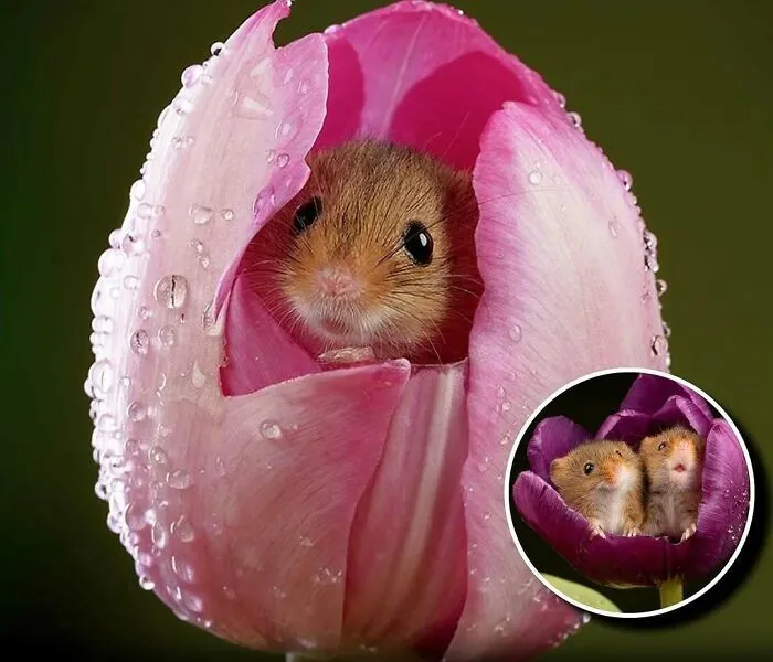 20 Animales encantadores y algunos datos sobre ellos