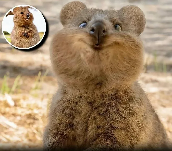 20 Animales encantadores y algunos datos sobre ellos