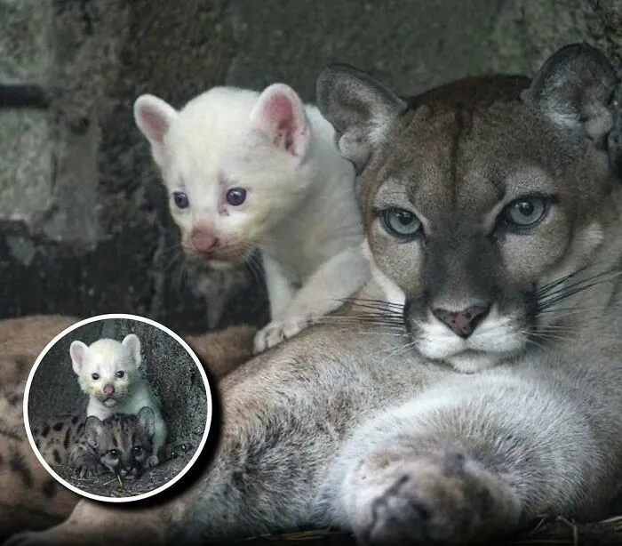 20 Animales encantadores y algunos datos sobre ellos