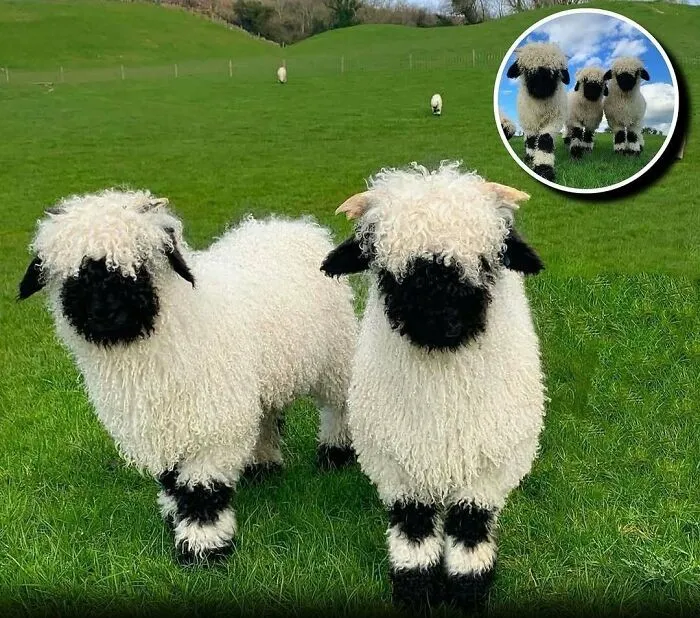 20 Animales encantadores y algunos datos sobre ellos