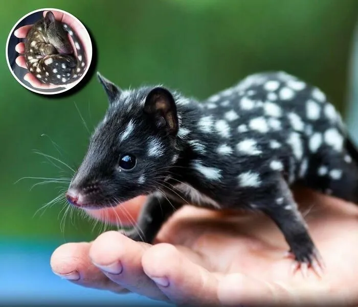 20 Animales encantadores y algunos datos sobre ellos