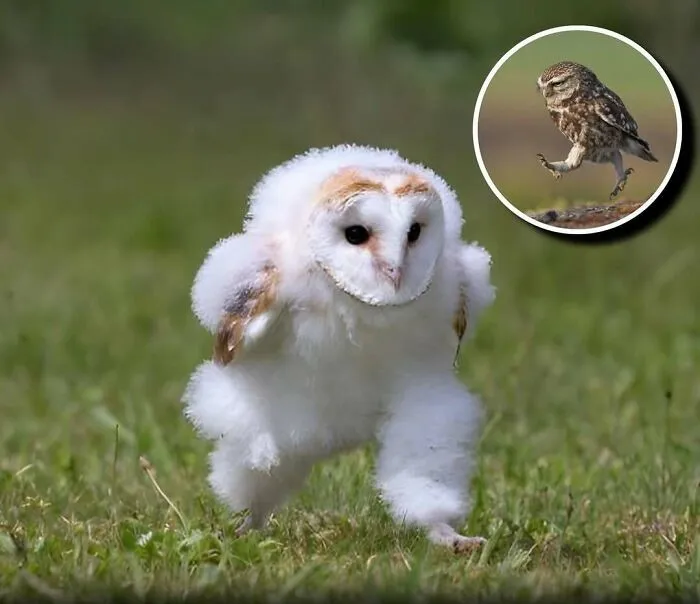 20 Animales encantadores y algunos datos sobre ellos