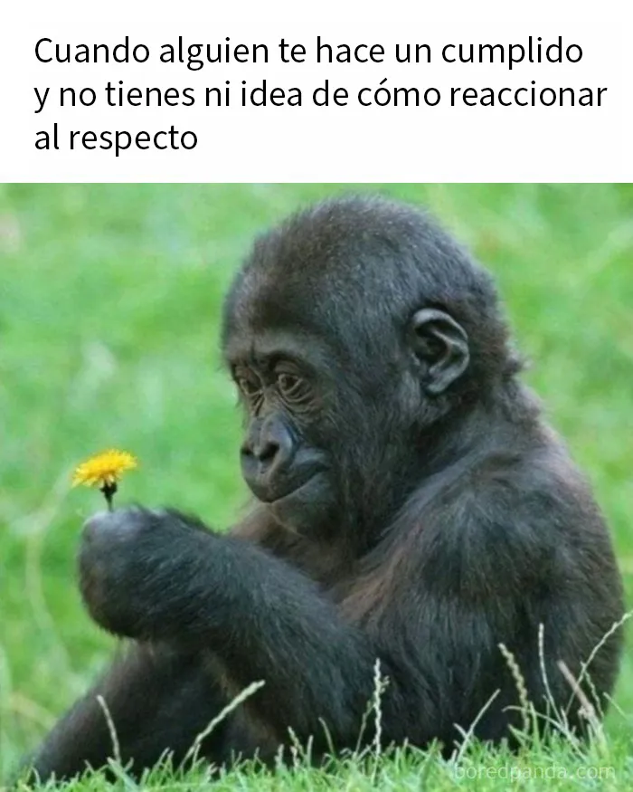 20 Divertidos memes para discutir en terapia si te resultan familiares