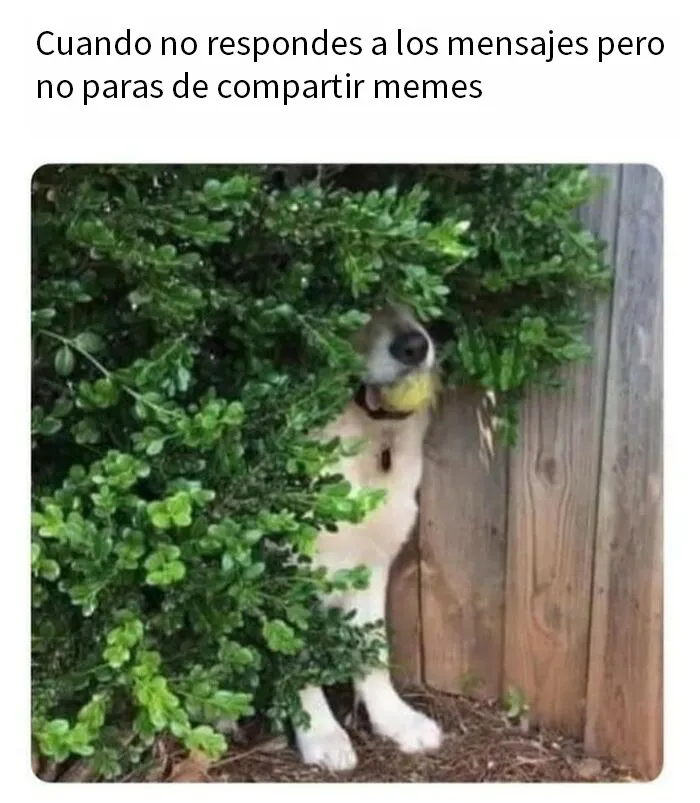 20 Divertidos memes para discutir en terapia si te resultan familiares