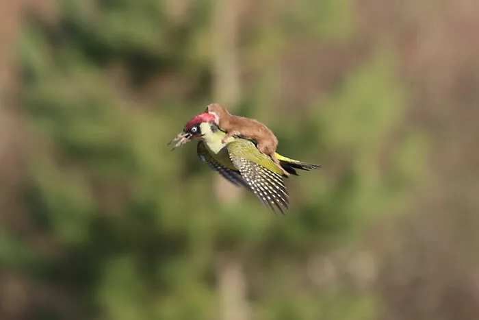 20 Animales encantadores y algunos datos sobre ellos