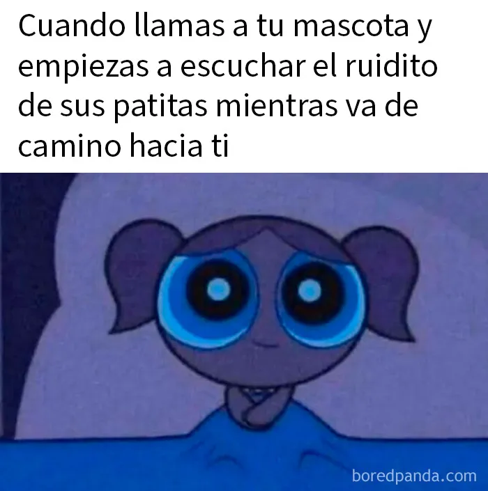 20 Memes de animales tan divertidos como alegres para animarte un poco