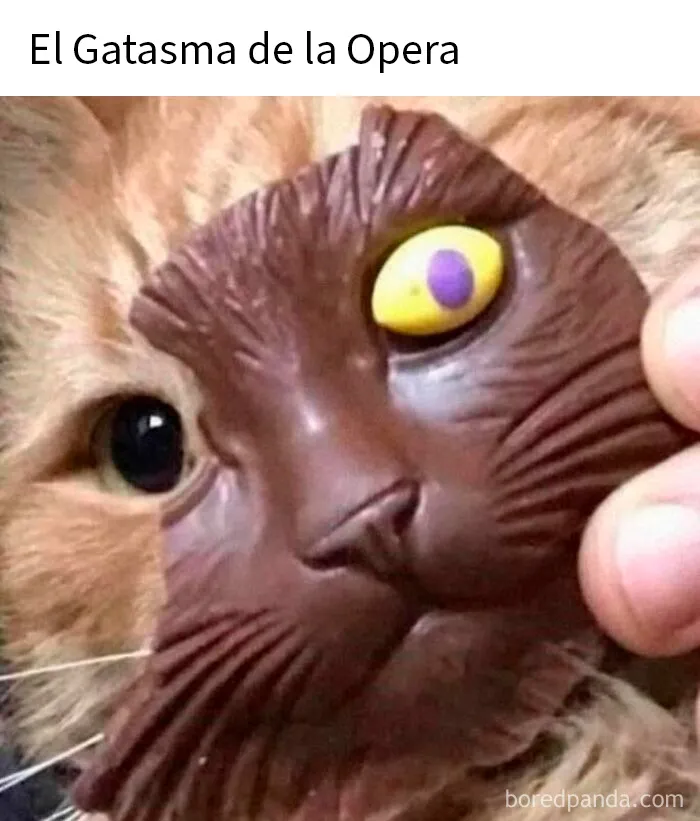 20 Memes de animales tan divertidos como alegres para animarte un poco