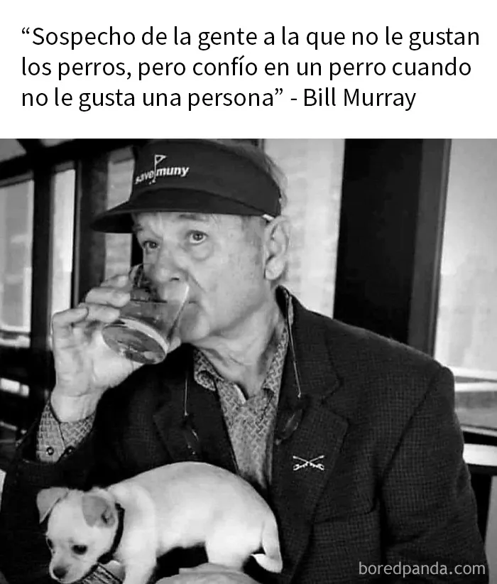 20 Memes de animales tan divertidos como alegres para animarte un poco
