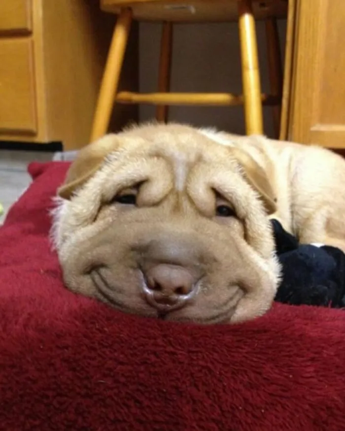20 Memes de animales tan divertidos como alegres para animarte un poco