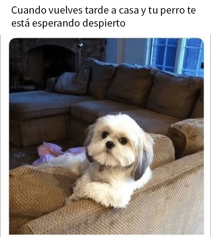 20 Memes aleatorios para hacerte el día más fácil
