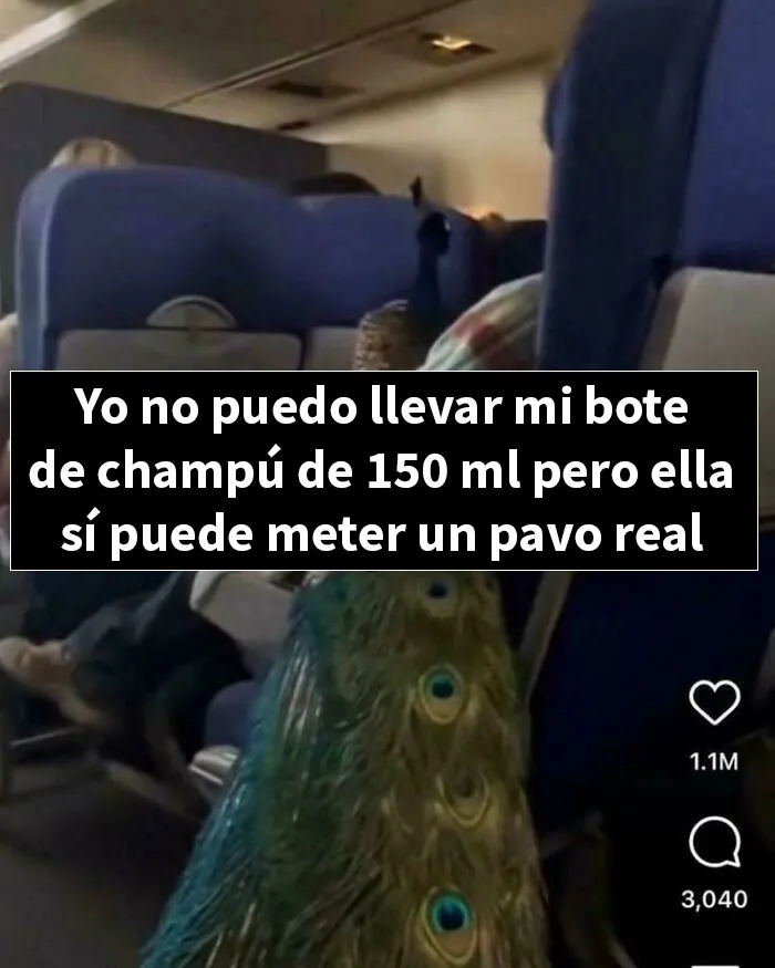 Un pavo real