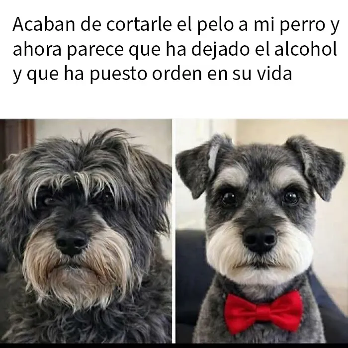 20 Memes divertidos y alegres para aliviarte de las molestias cotidianas