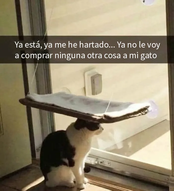 20 Memes divertidos y alegres para aliviarte de las molestias cotidianas