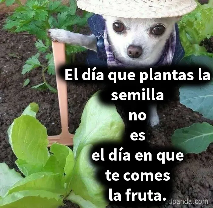 20 Memes sin contexto que van de lo loco a lo incomprensible
