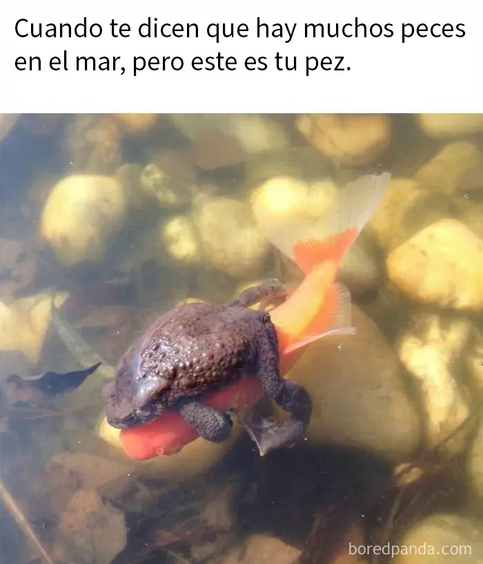 20 Memes divertidos por si necesitas reírte hoy