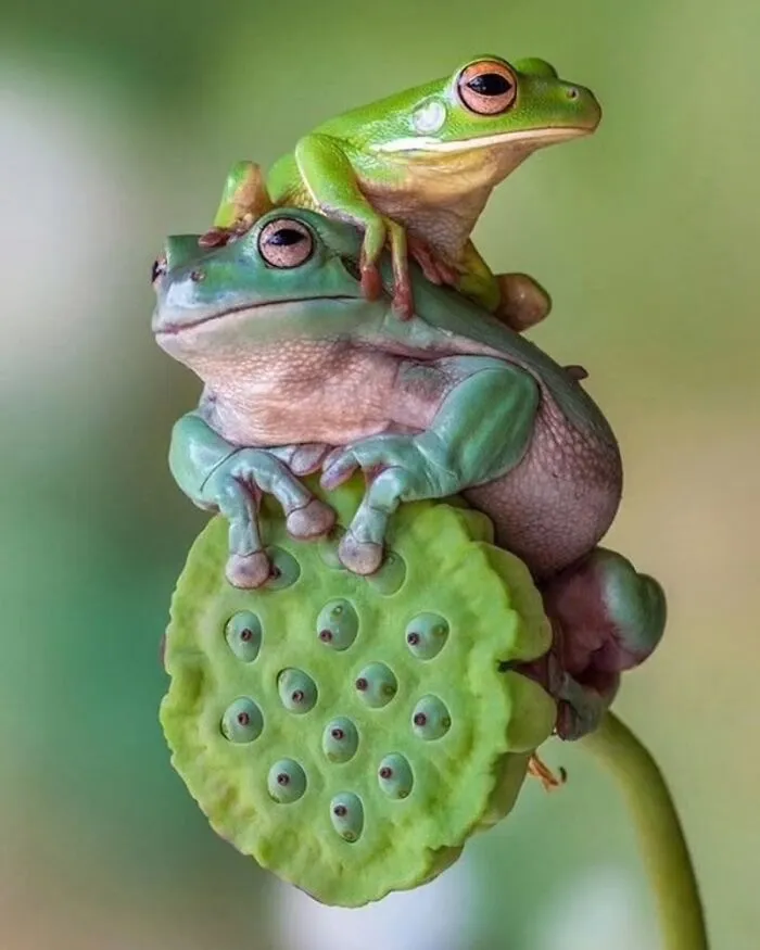 30 Impresionantes fotos de animales que muestran la naturaleza en su máximo esplendor