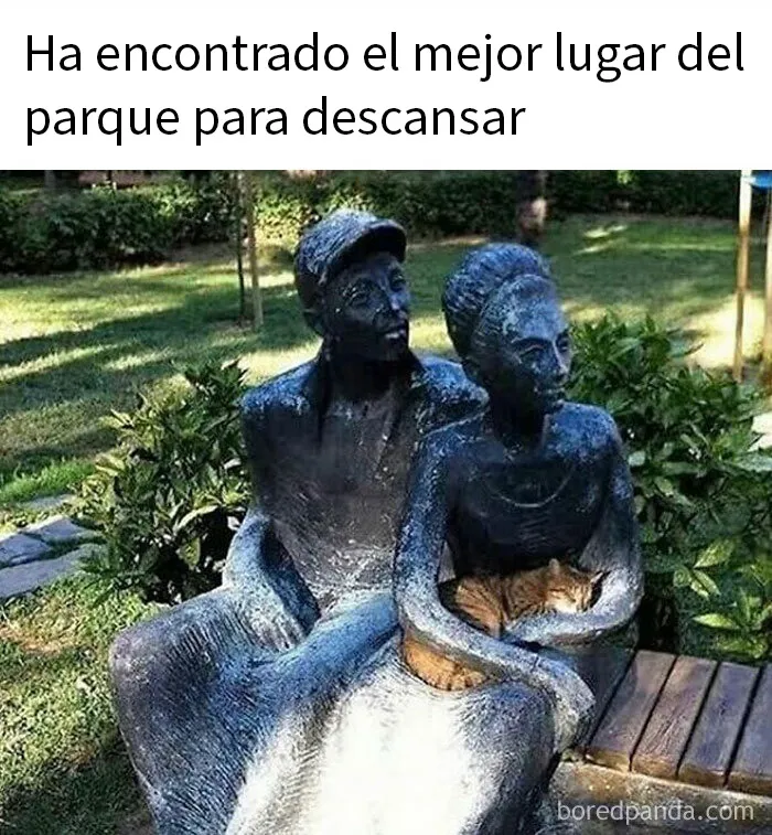 20 Memes de gatos adorables viviendo su vida