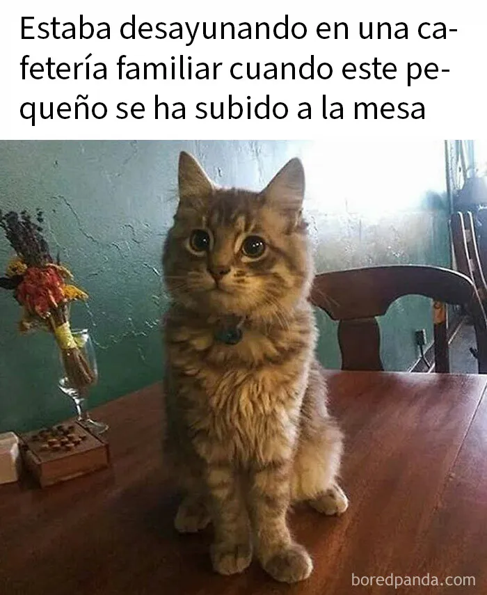 20 Memes de gatos adorables viviendo su vida