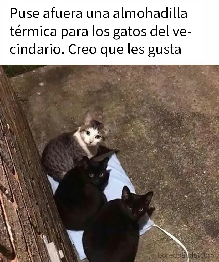 20 Memes de gatos adorables viviendo su vida