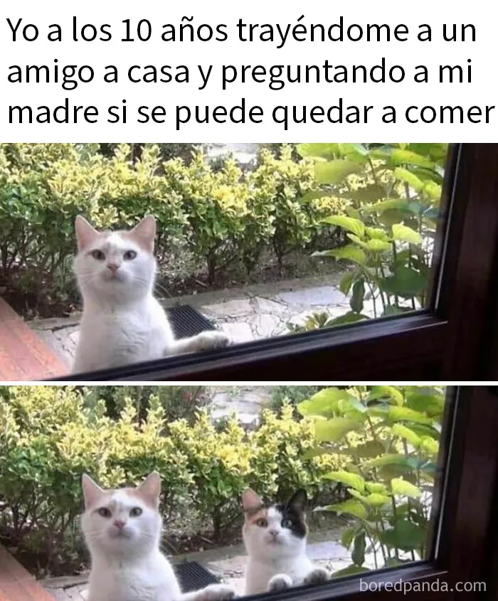 20 Memes de gatos adorables viviendo su vida