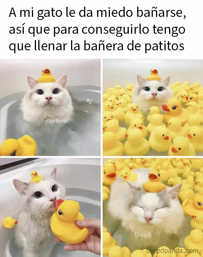 20 Memes de gatos adorables viviendo su vida