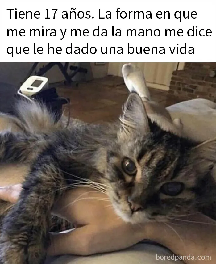 20 Memes de gatos adorables viviendo su vida