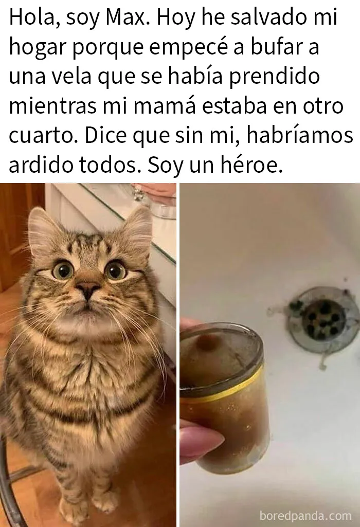 20 Memes de gatos adorables viviendo su vida