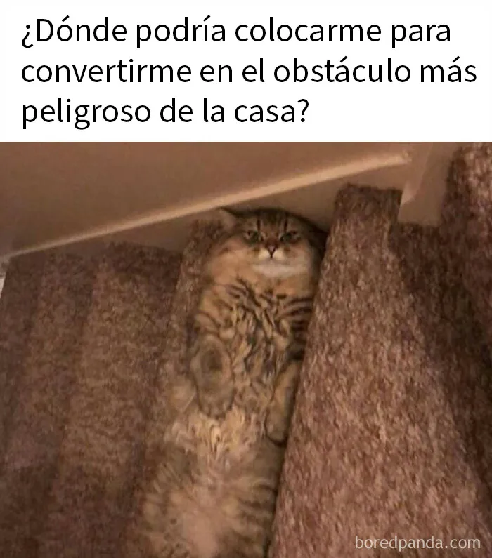 20 Memes de gatos adorables viviendo su vida