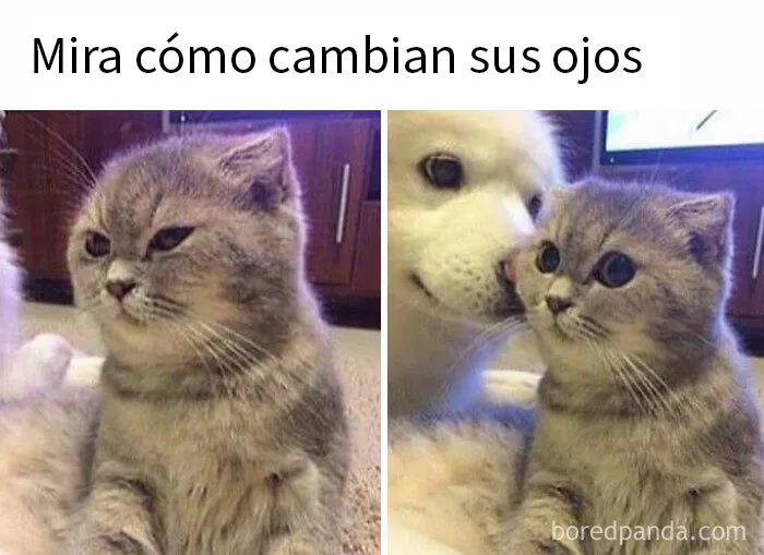 20 Memes de gatos adorables viviendo su vida