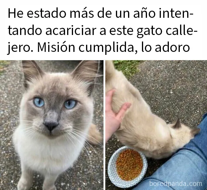 20 Memes de gatos adorables viviendo su vida