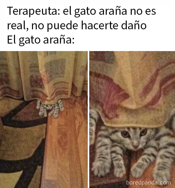 20 Memes de gatos adorables viviendo su vida