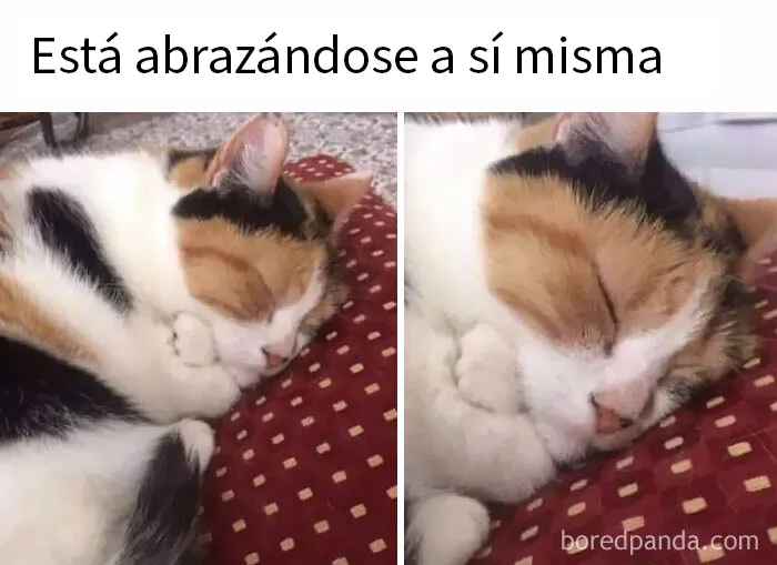 20 Memes de gatos adorables viviendo su vida