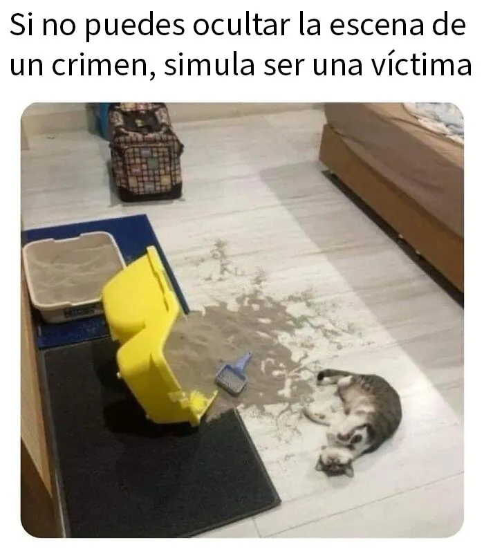 20 Memes de gatos adorables viviendo su vida