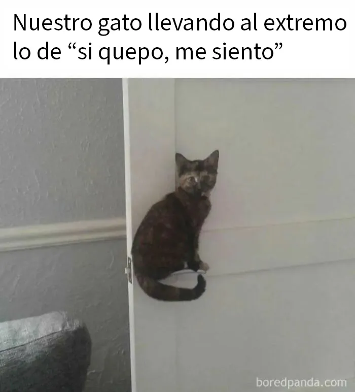 20 Memes de gatos adorables viviendo su vida