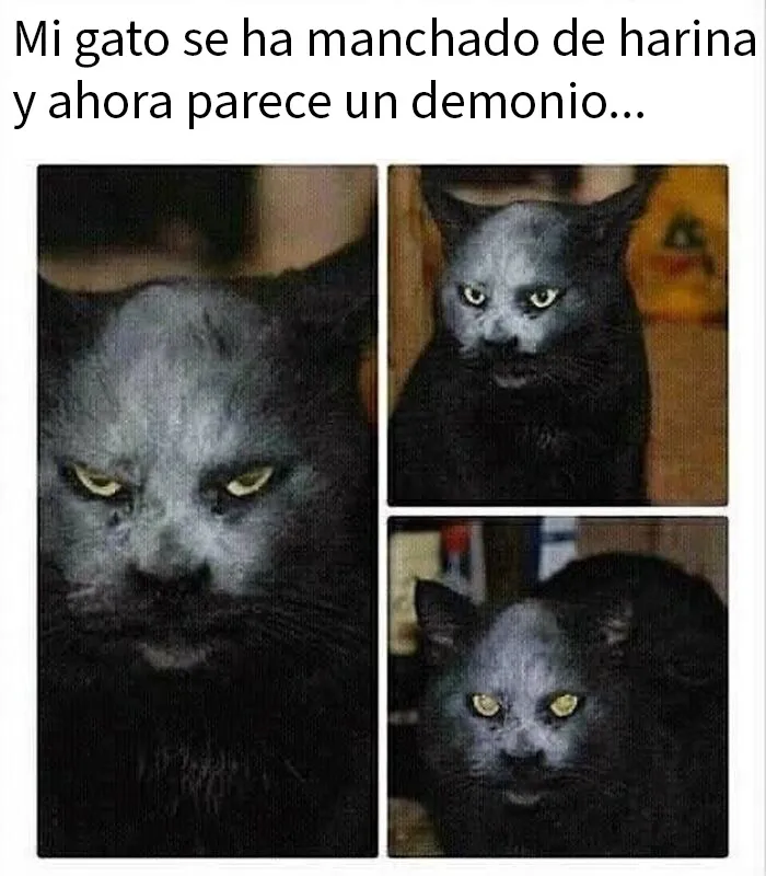 20 Memes de gatos adorables viviendo su vida