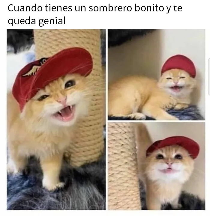 20 Memes de gatos adorables viviendo su vida