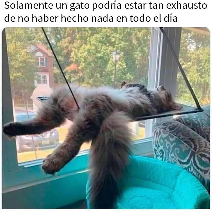 20 Memes de gatos adorables viviendo su vida