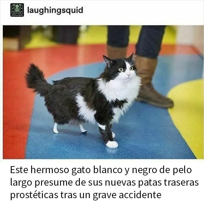 20 Memes de gatos adorables viviendo su vida