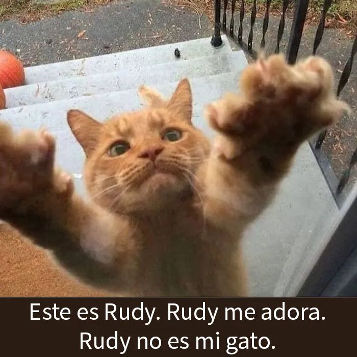 20 Memes de gatos adorables viviendo su vida