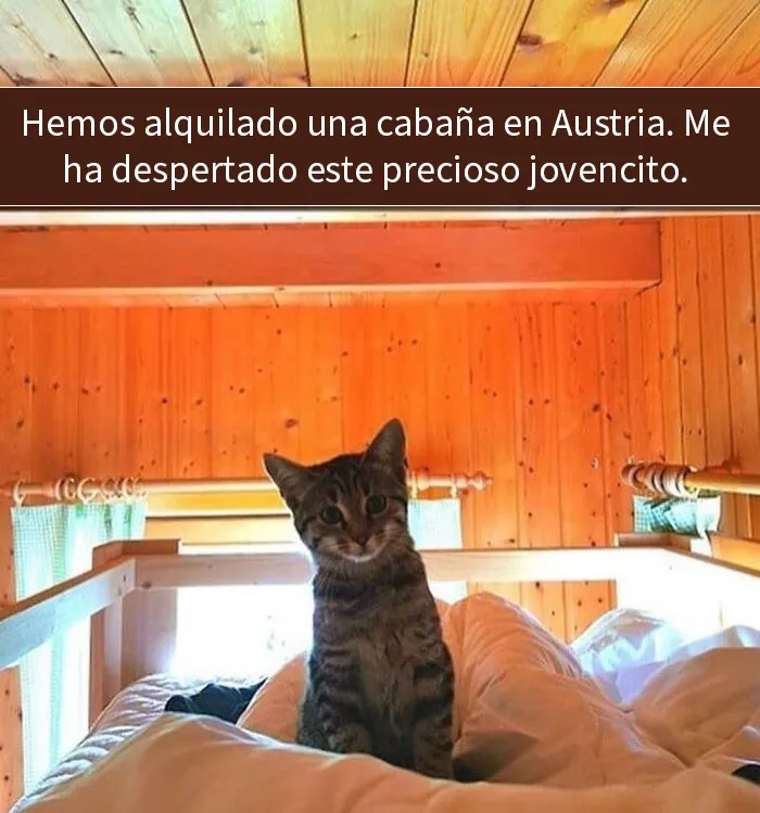 20 Memes de gatos adorables viviendo su vida