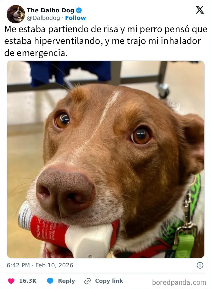 20 De los mejores tuits que van del caos a la comedia