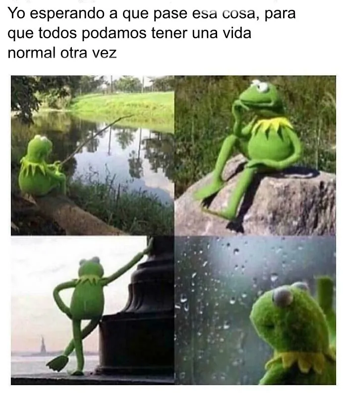 Meme de la rana René esperando pacientemente, uno de los memes y bromas divertidos de internet.
