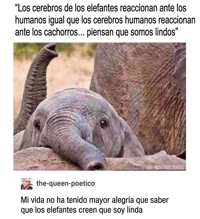 Meme divertido con un tierno elefante y un texto emotivo sobre cómo nos ven estos animales.