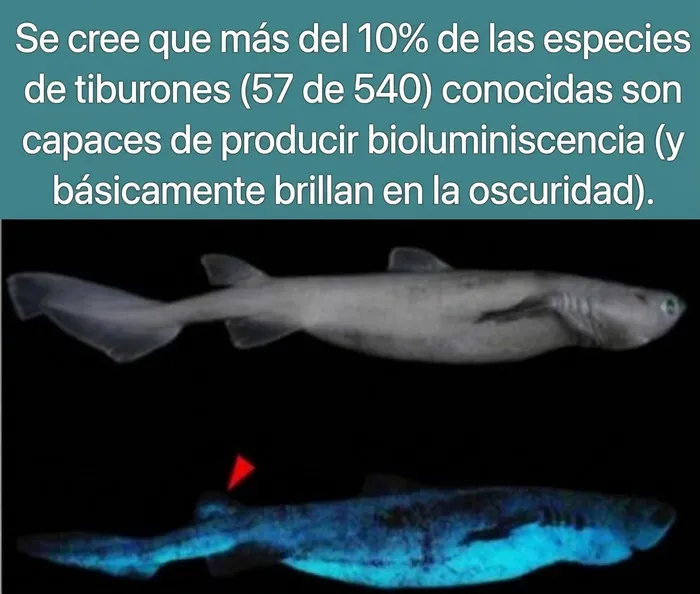 Tiburón con bioluminiscencia brillando en la oscuridad, entre los datos curiosos del mundo marino.