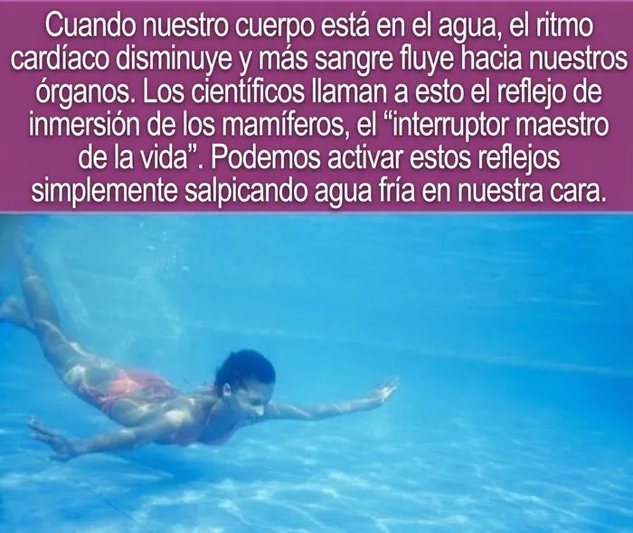Datos curiosos sobre el reflejo de inmersion de los mamiferos en una mujer nadando bajo el agua.
