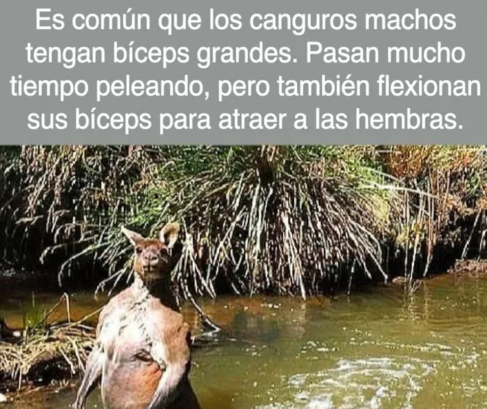 Canguro macho mostrando sus grandes bíceps en el agua, uno de los datos curiosos de la naturaleza.