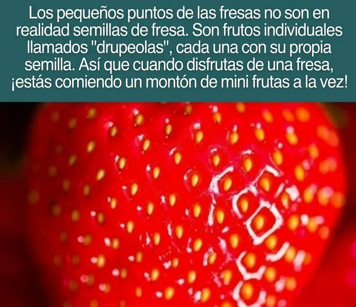 Plano detalle de las pequeñas drupeolas en una fresa, ideal para descubrir nuevos datos curiosos.