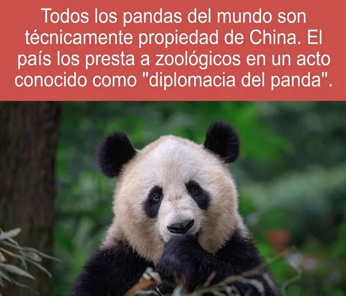 Un adorable oso panda gigante comiendo hojas, representando datos curiosos sobre la diplomacia china.