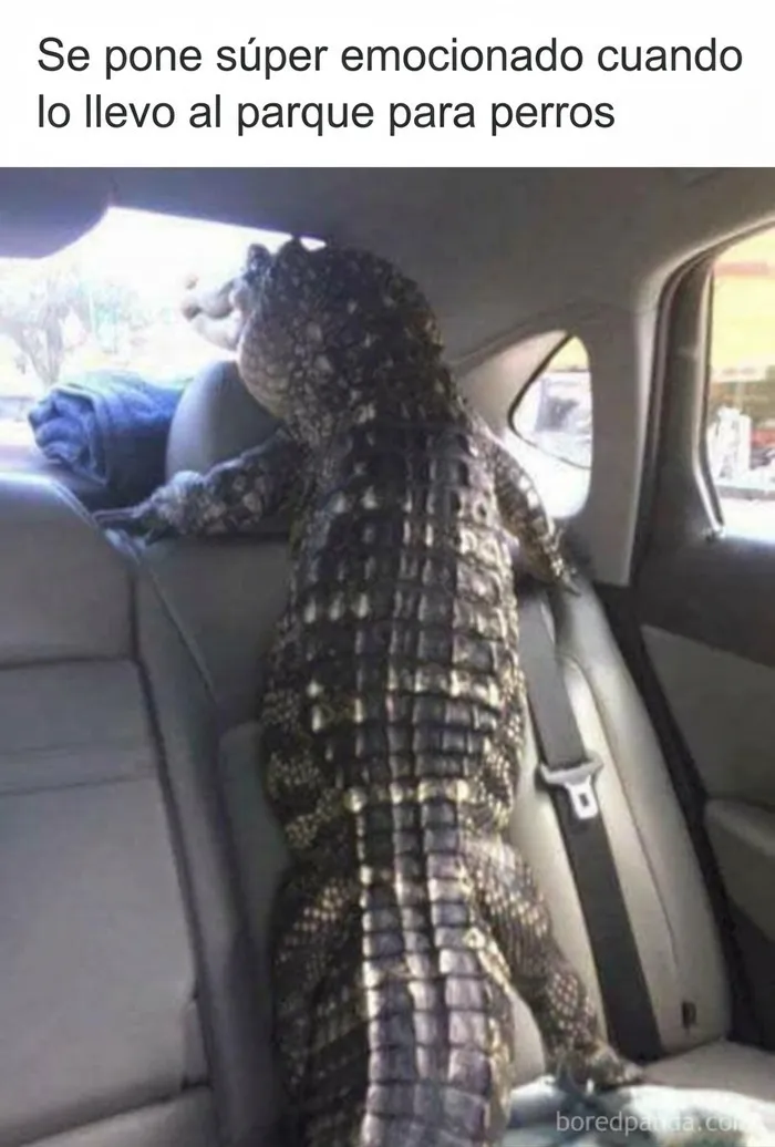 Meme sobre el estilo de vida de paletos americanos llevando un caimán en el coche.
